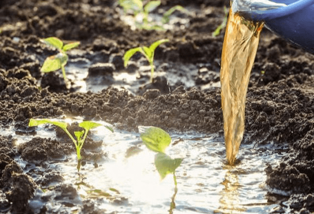 <a href=http://m.vms4030.com/mcy/ target=_blank class=infotextkey>木醋液</a>對(duì)農(nóng)作物改良土壤圖