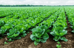 河北木醋液多少錢一噸